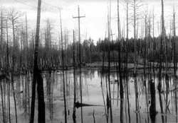 «рыбная вода» - черные берега